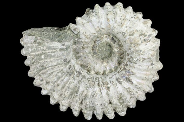 Bumpy Ammonite (Douvilleiceras) Fossil - Madagascar #103060